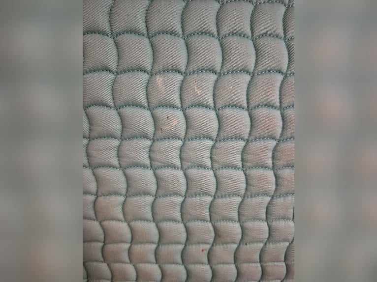 Eskadron Set mint WB Dressur