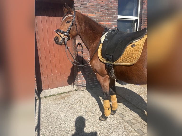 Kentucky horseware Set neuwertig Senfgelb