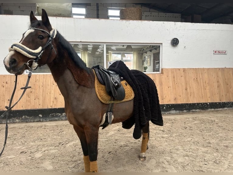 Kentucky horseware Set neuwertig Senfgelb