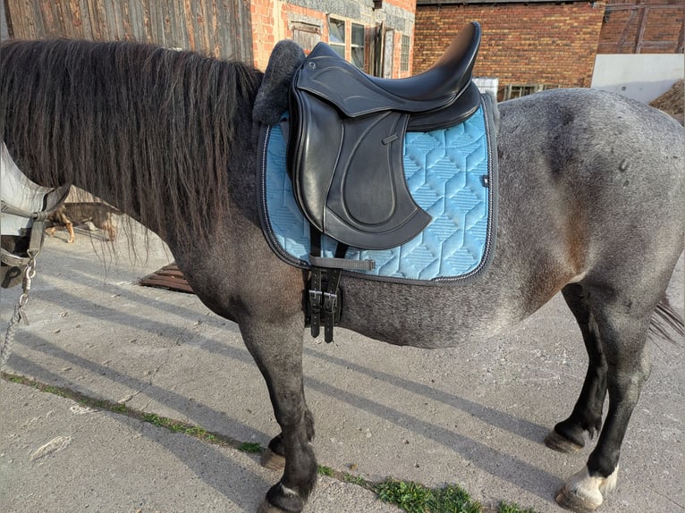 Schabracke mattes Lammfell Dressur L