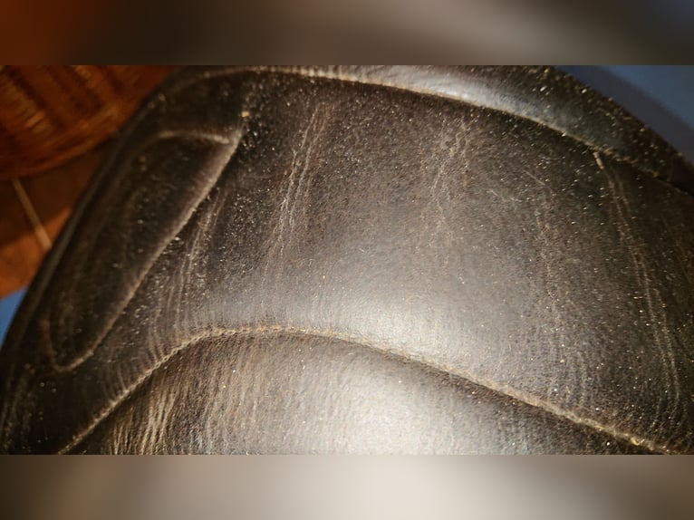 Kurzgurt von Fairfax 85cm