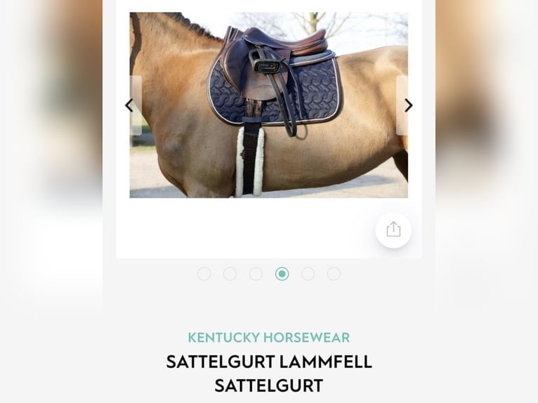 Kentucky Langgurt Sattelgurt 145cm Fell
