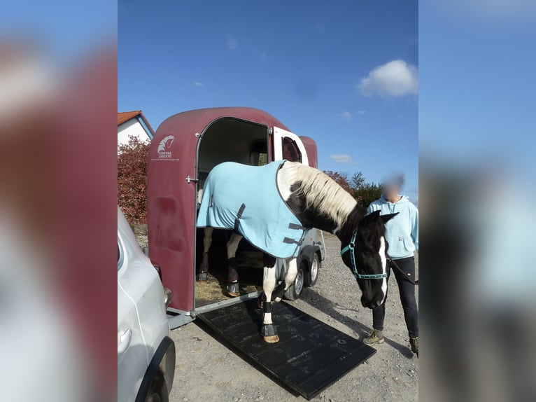 Anruftaxi Pferd Pferdetaxi Transport mit Front-/Vorderausstieg