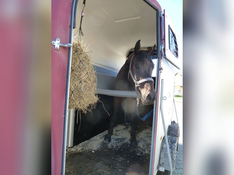 Anruftaxi Pferd Pferdetaxi Transport mit Front-/Vorderausstieg