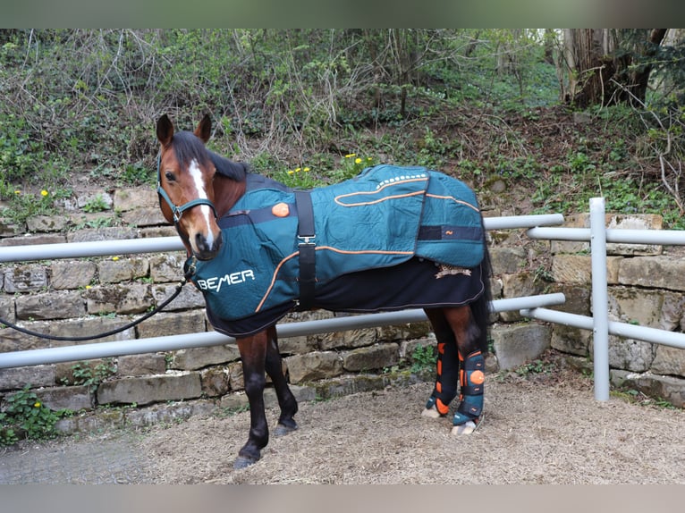 BEMER Horse Set gebraucht