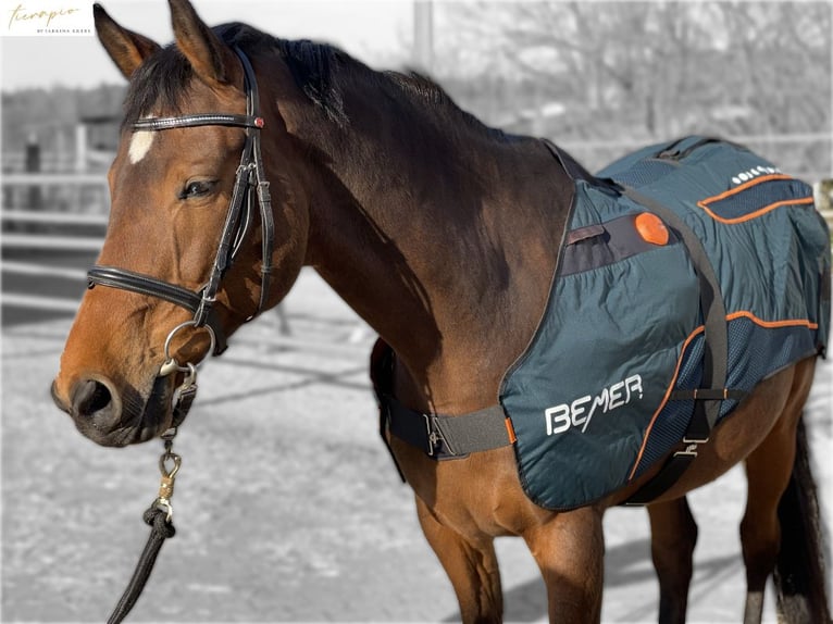 BEMER Horse Set mieten/auch als Gruppe tierapio by Sabrina Krebs