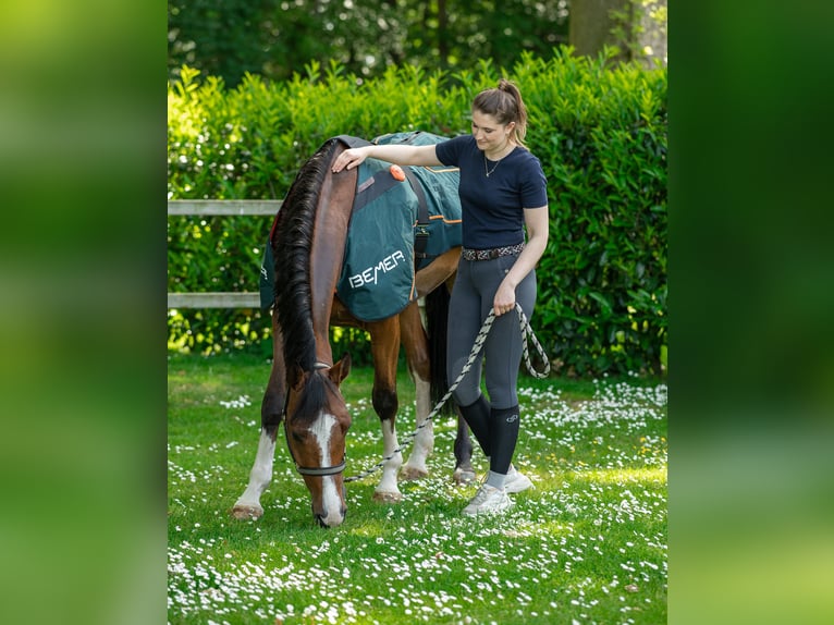 Bemer Horse-Set NEU