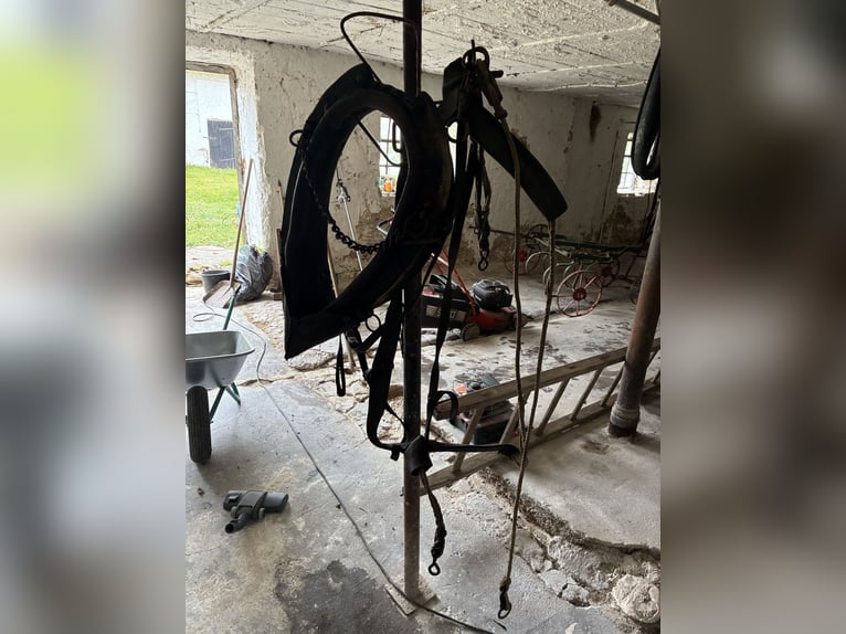 Biete antike Pferdegeschirre Kummet, Zugscheite, Zugbügel, Einzeteile 