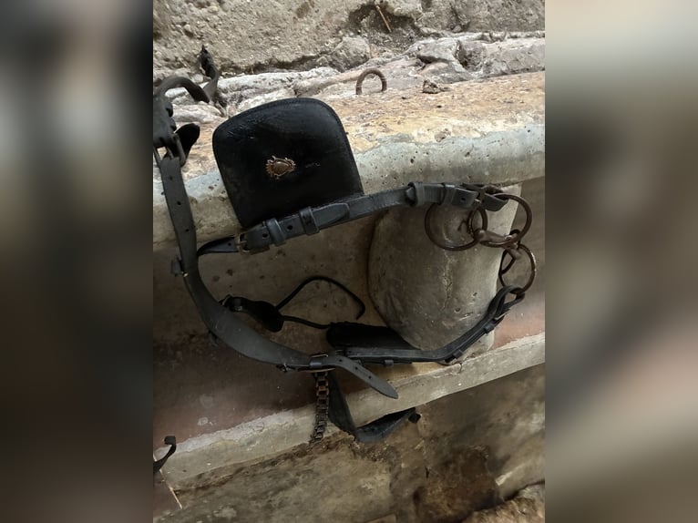 Biete antike Pferdegeschirre Kummet, Zugscheite, Zugbügel, Einzeteile 
