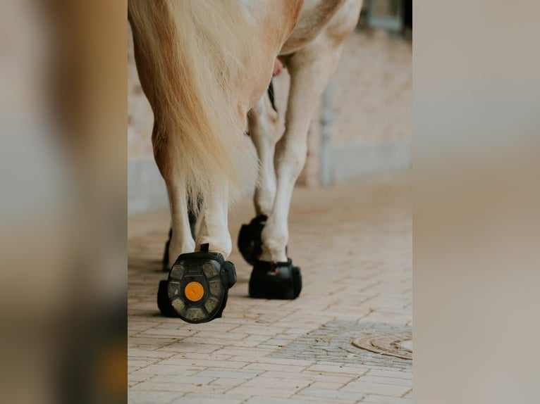 Consteed Hufschuhe - Professionelle Ganganalyse