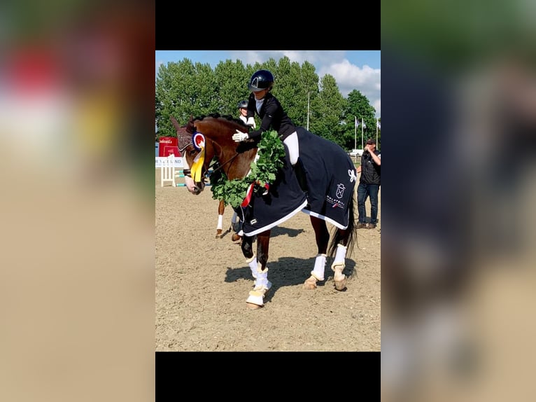 Dressurausbildung, Turniervorstellung, Vermarktung 