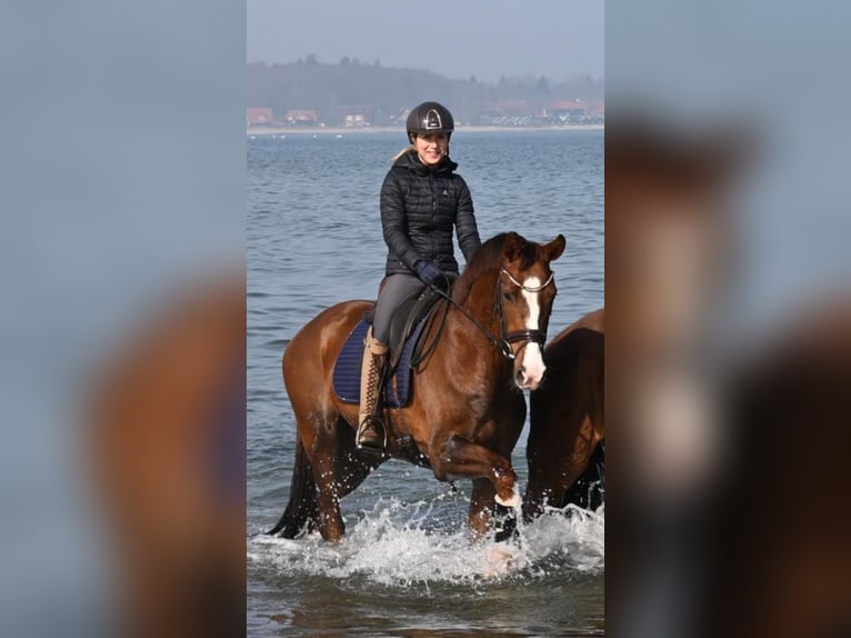 Dressurausbildung, Turniervorstellung, Vermarktung 