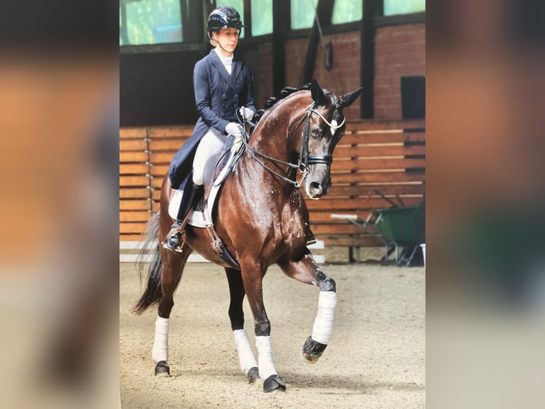 Dressurausbildung, Turniervorstellung, Vermarktung 