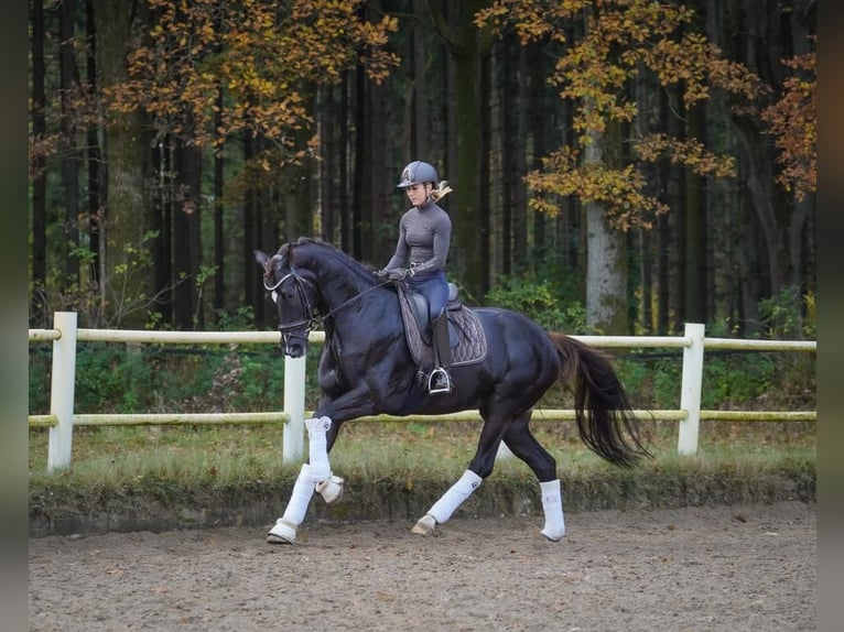 Dressurausbildung, Turniervorstellung, Vermarktung 