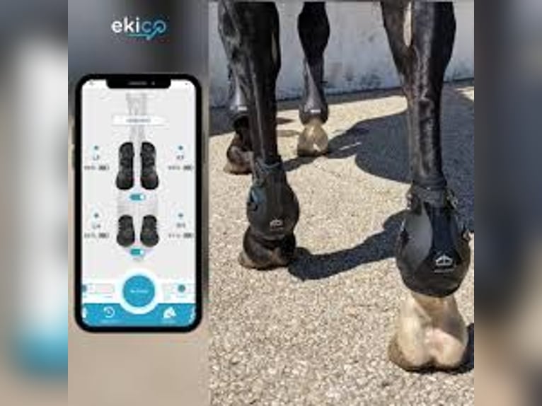Ekico Tendiboots Equine - Ganganalyse-System für Pferde (neuwertig)