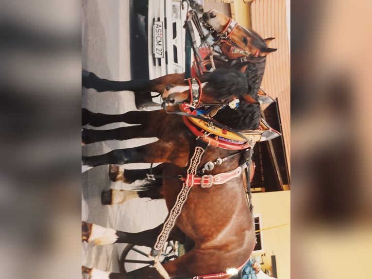 Festgeschirre komplett mit Halfter, Kummet, etc. zum Einspannen für Kaltblüter