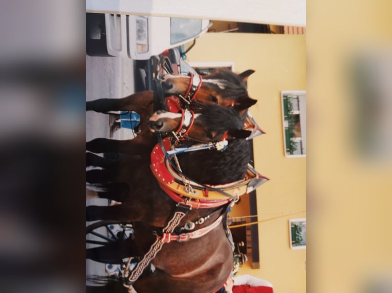 Festgeschirre komplett mit Halfter, Kummet, etc. zum Einspannen für Kaltblüter