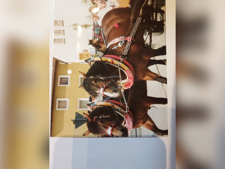 Festgeschirre komplett mit Halfter, Kummet, etc. zum Einspannen für Kaltblüter