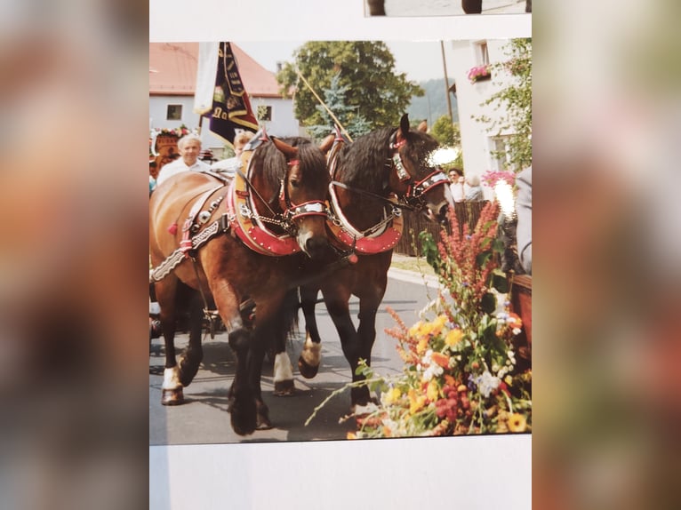 Festgeschirre komplett mit Halfter, Kummet, etc. zum Einspannen für Kaltblüter