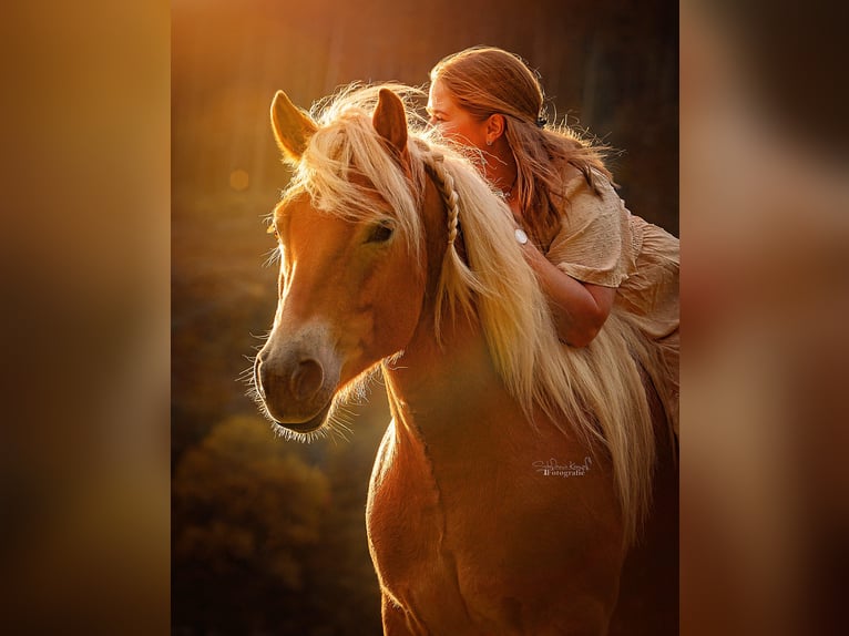 Fotoshooting für Pferd & Mensch 