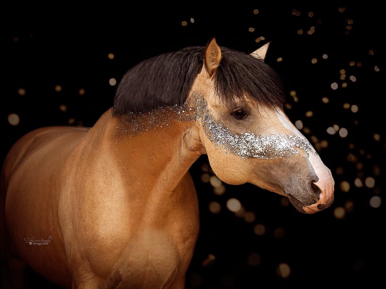 Fotoshooting für Pferd & Mensch 
