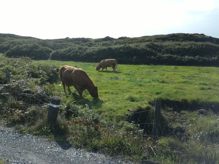 für Pferdehaltung - Weiden in Irland  zuzüglich Haus 0171 2746809