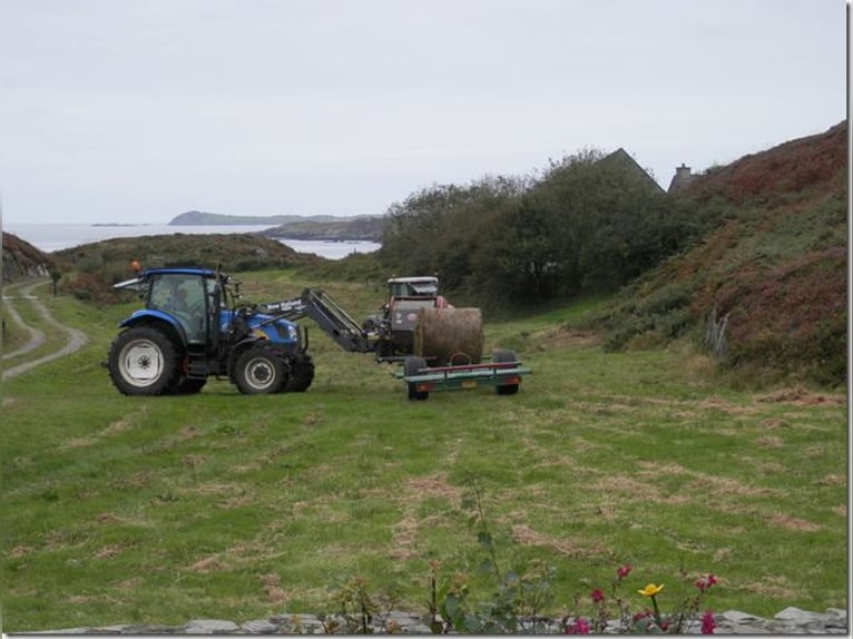 für Pferdehaltung - Weiden in Irland  zuzüglich Haus 0171 2746809