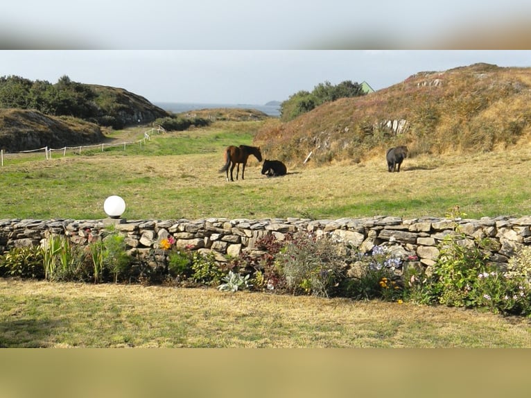 für Pferdehaltung - Weiden in Irland  zuzüglich Haus 0171 2746809