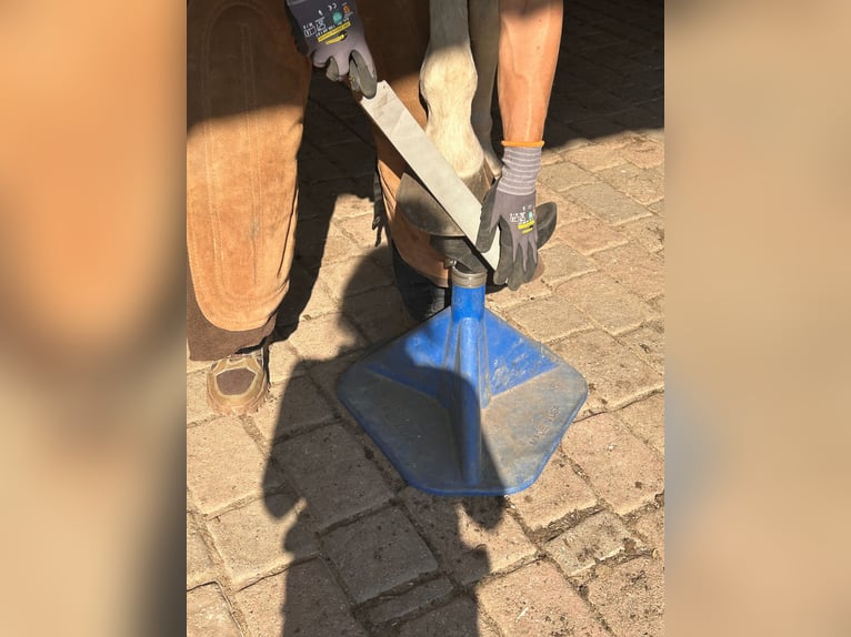 Ganzheitliche Hufbearbeitung, aktuell vereinzelte Neukundenannahme