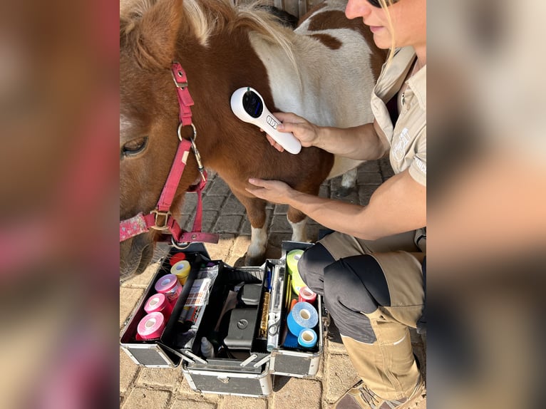 Ganzheitliche Hufbearbeitung, aktuell vereinzelte Neukundenannahme
