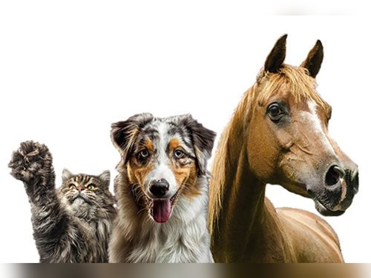 Ganzheitliche Tierhilfe - Verhalten, Psyche, Herdenprobleme