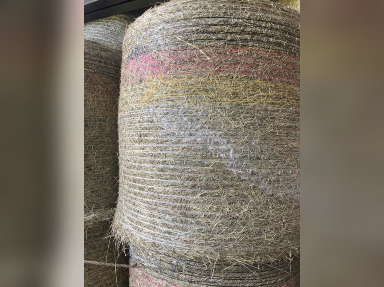 Heu in Rundballen Durchmesser 1,20 zu verkaufen Standort 66606 St Wendel Heu in Rundballen Durchmesser 1,20 zu verkaufen Standort 66606 St Wendel