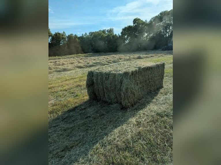 Heu und Stroh zu verkaufen / Rundballen/ Quaderballen