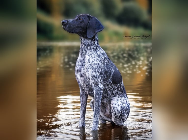 Hobbyfotografin sucht Möglichkeiten zum Üben – Pferde/Hunde, Verkaufsfotos, Trainingsbilder