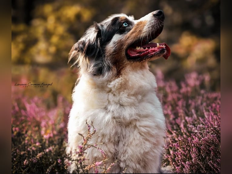 Hobbyfotografin sucht Möglichkeiten zum Üben – Pferde/Hunde, Verkaufsfotos, Trainingsbilder