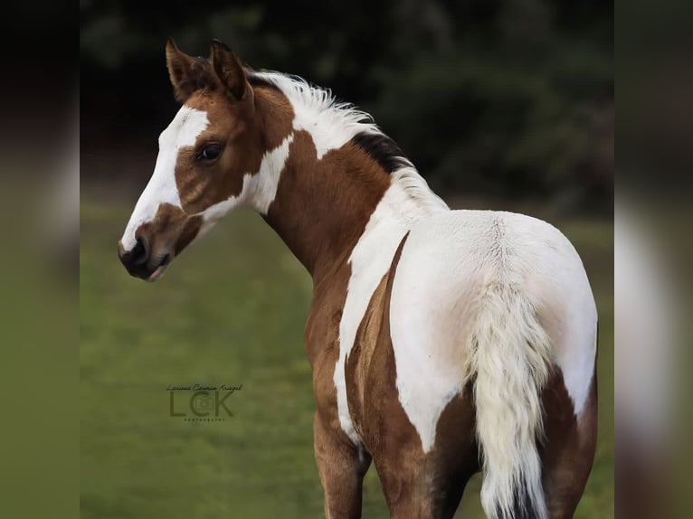 Hobbyfotografin sucht Möglichkeiten zum Üben – Pferde/Hunde, Verkaufsfotos, Trainingsbilder