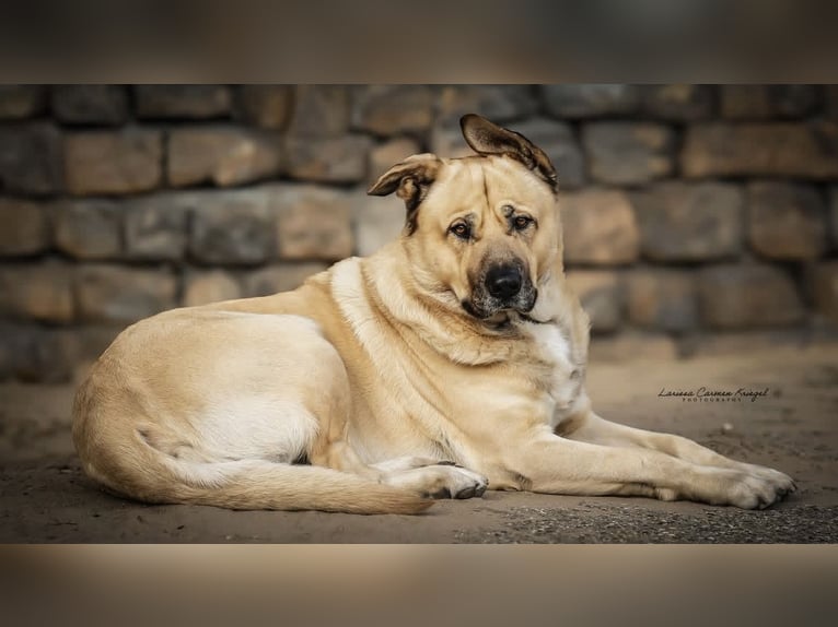 Hobbyfotografin sucht Möglichkeiten zum Üben – Pferde/Hunde, Verkaufsfotos, Trainingsbilder