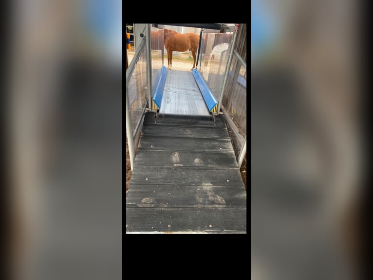 Horse-Gym 2000 Pferdelaufband Typ S3