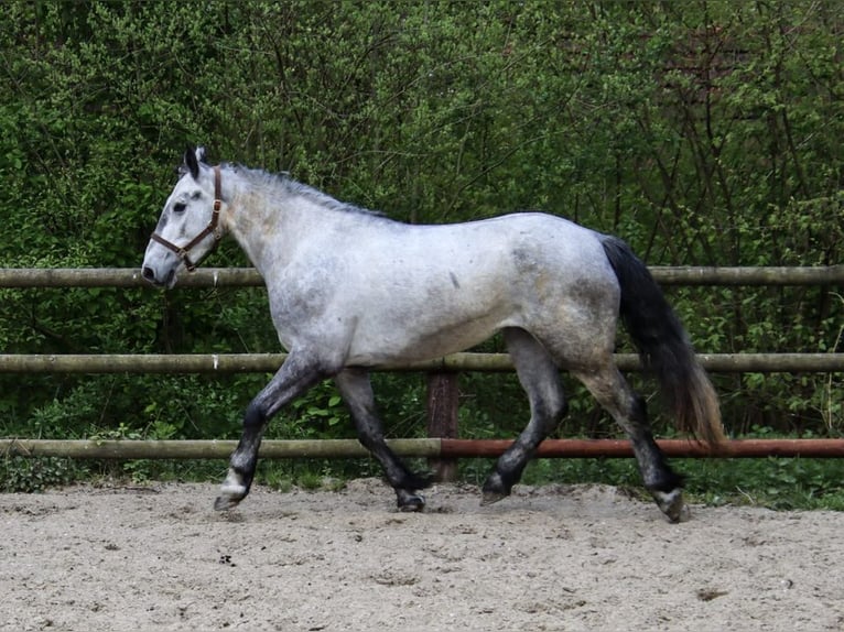 Kaufe Ponys und Pferde schnelle Abwicklung