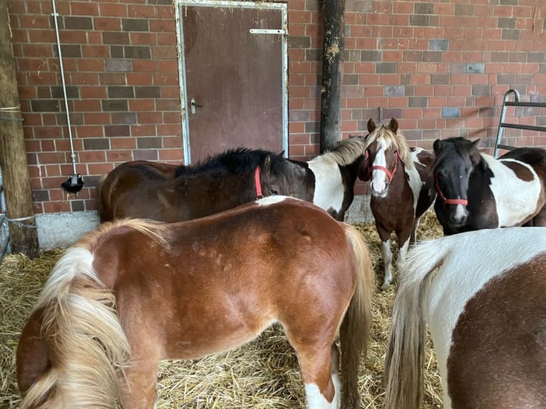 Kaufe Ponys und Pferde schnelle Abwicklung