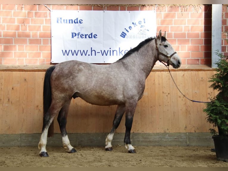 Kaufe Ponys und Pferde schnelle Abwicklung