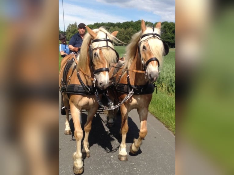 Kaufe Ponys und Pferde schnelle Abwicklung