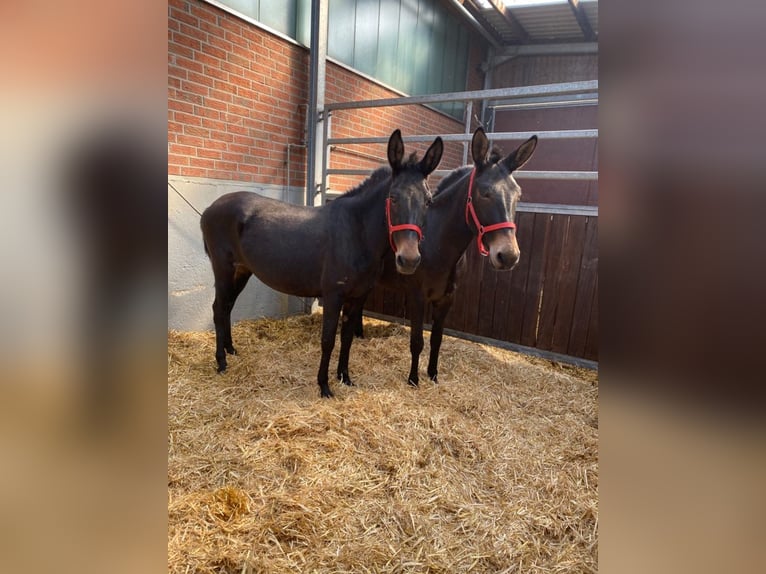 Kaufe Ponys und Pferde schnelle Abwicklung