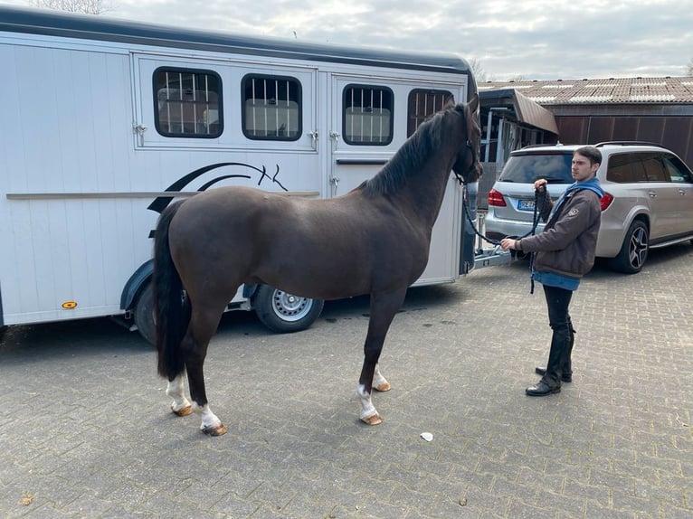 Kaufe Ponys und Pferde schnelle Abwicklung