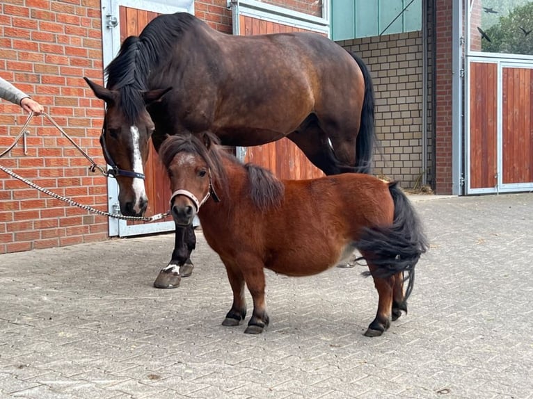 Kaufe Ponys und Pferde schnelle Abwicklung