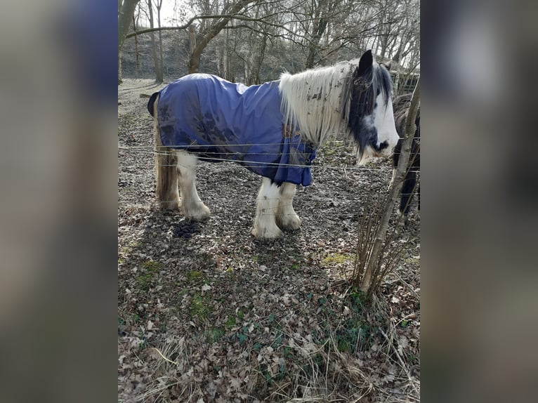 Komplette Ausrüstung für Kleinpferd 