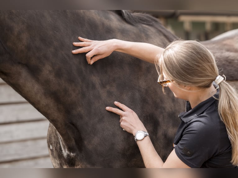 Mobile Pferdetherapie für Sport- & Freizeitpferde | Physio- Chiro
