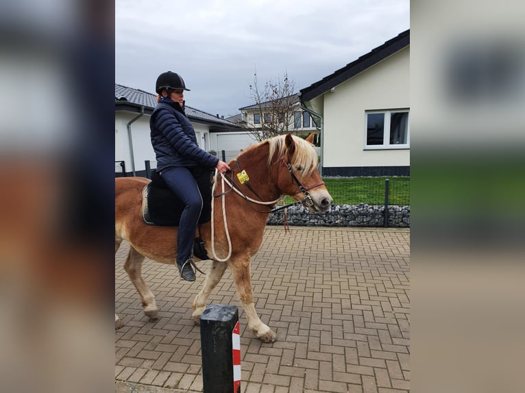 Mobiler Beritt & Korrekturberitt
