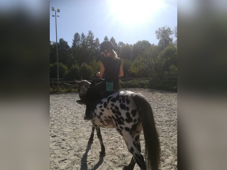 Mobiler Beritt & Korrekturberitt