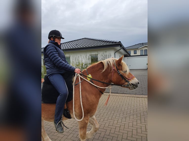 Mobiler Beritt & Korrekturberitt